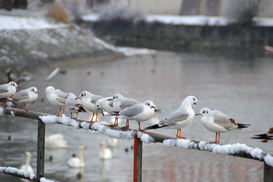 Animal world snow cold