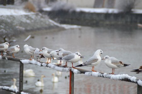 Animal world snow cold