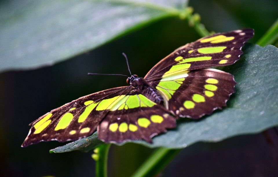 Yellow colorful green