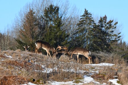 Snow tree deer