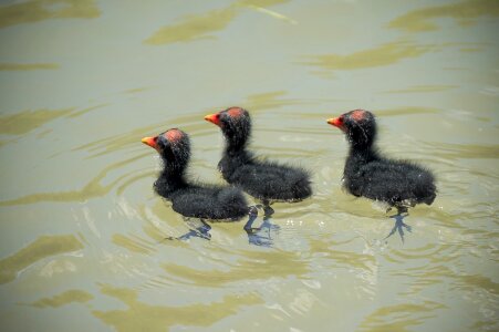 Birds wildlife Free photos
