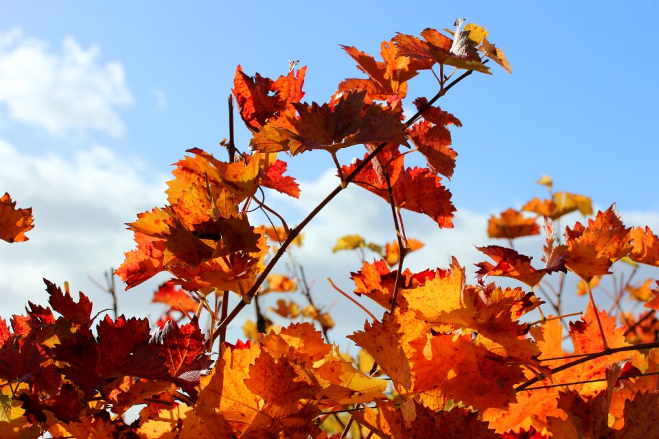 Plant fall color rebstock