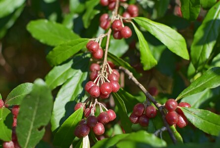 Nature edible berries