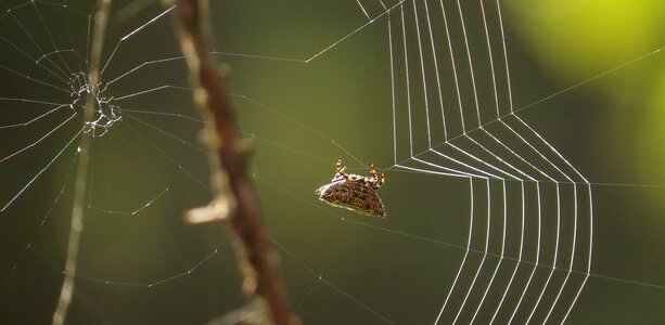 Arachnid spider weaving armenia photo