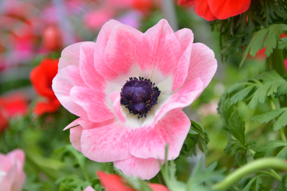 Decorative garden massif