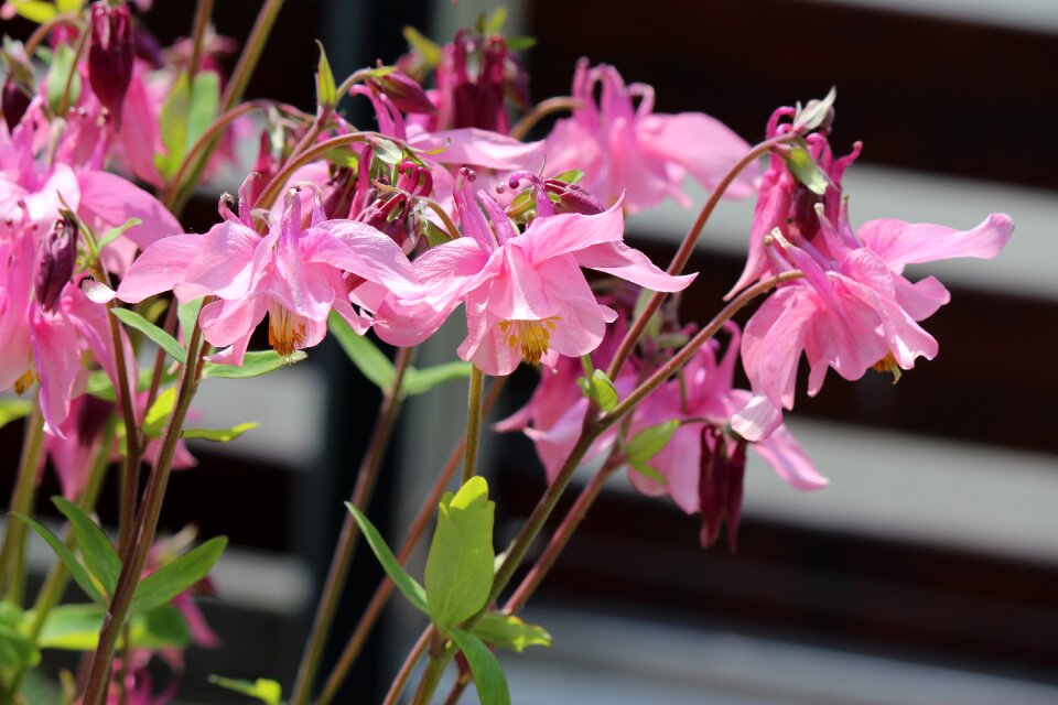 Sweet romantic flower garden