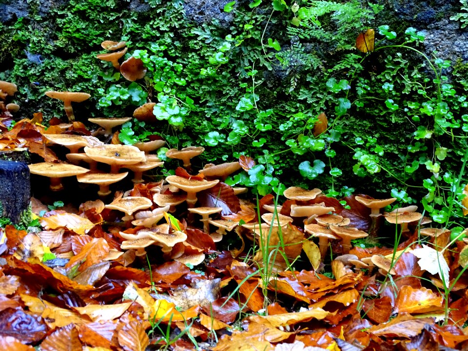 Forest nature lamellar photo