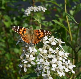 Animal tall boneset flower