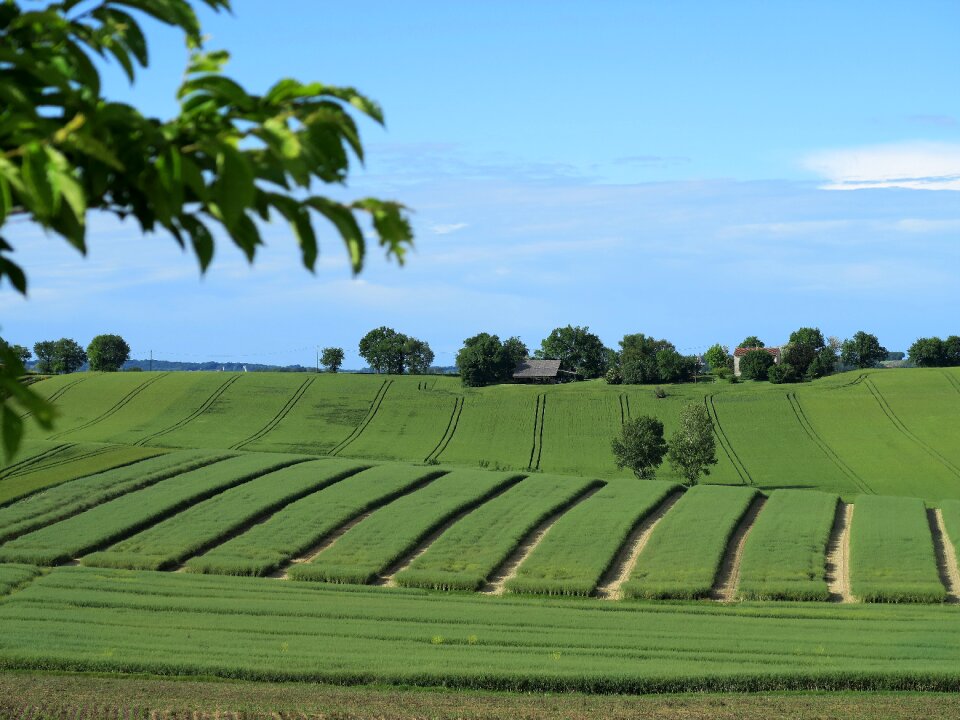 Harvest rural panoramic