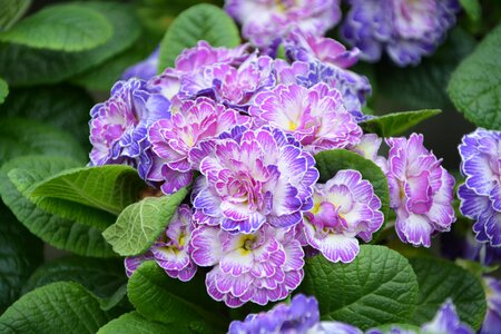 Primroses nature green leaves