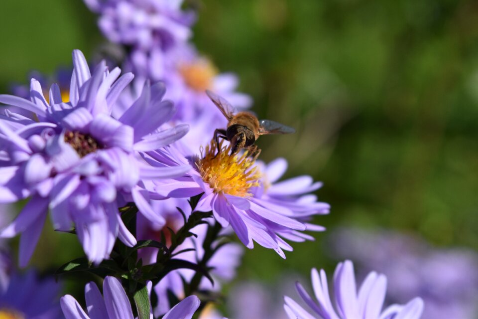 Daisies purple bee insect