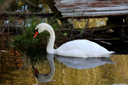 Lake nature water bird
