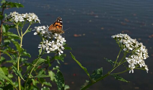Animal tall boneset flower