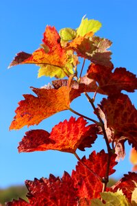 Plant fall color rebstock photo