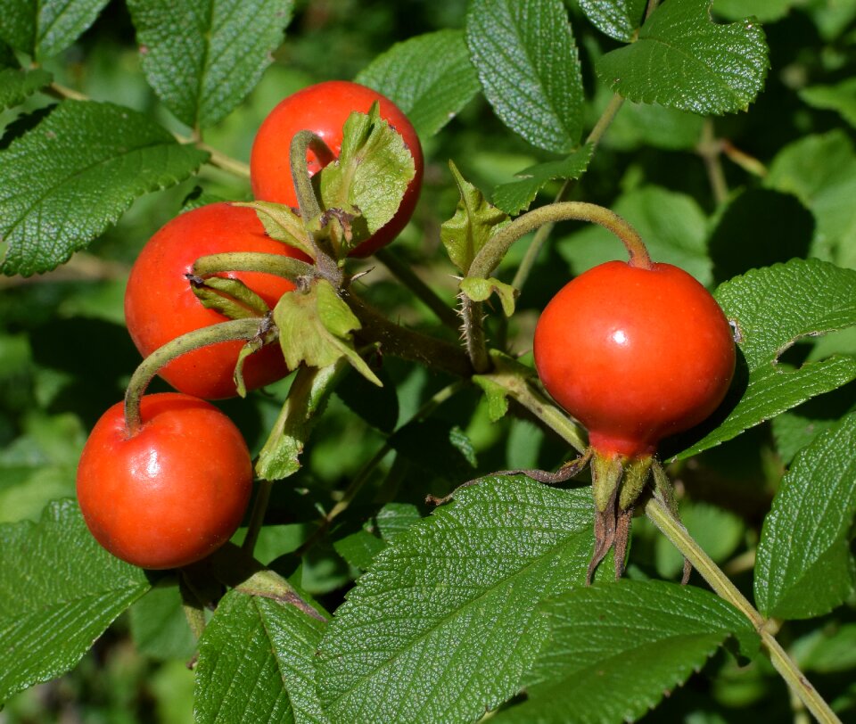Rugosa rose seed pod plant