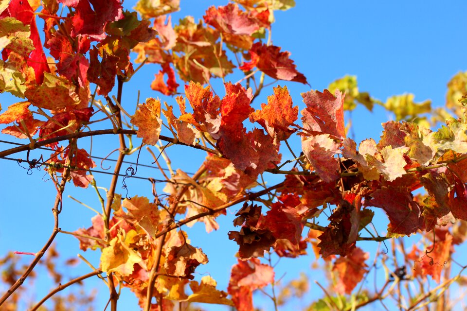 Plant fall color rebstock
