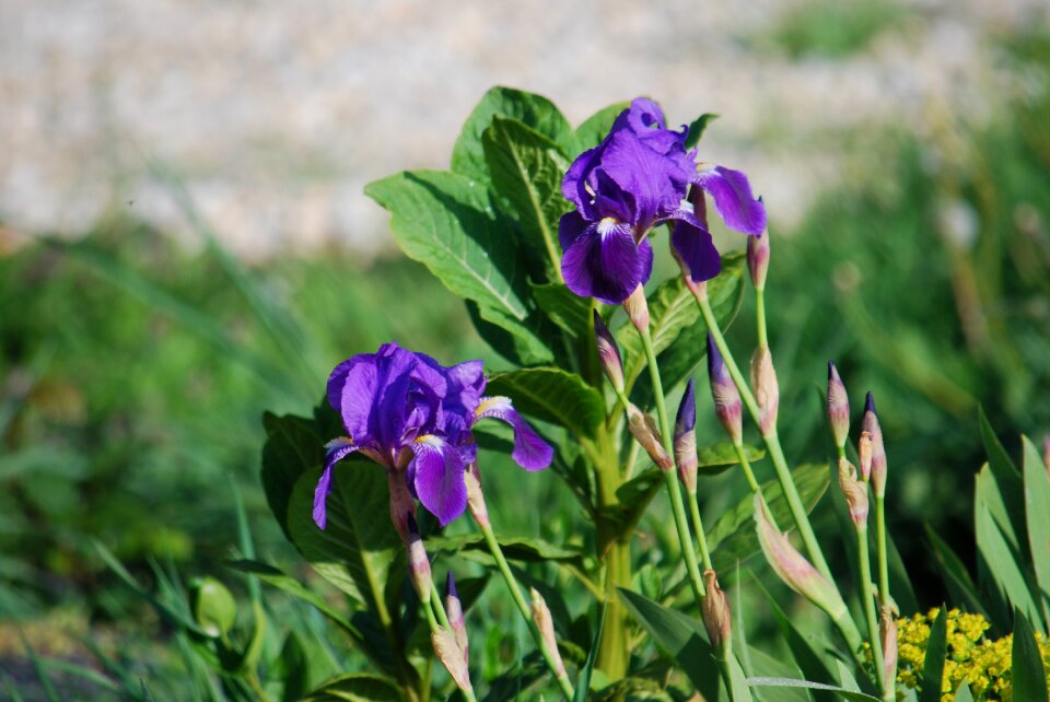 Nature purple garden photo