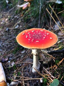 Mushroom fungi toxic mushroom