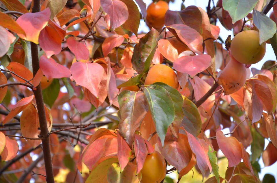 In the autumn khaki acerbi