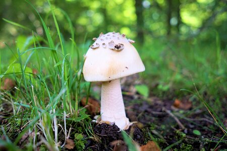 Mushroom picking close up forest mushrooms photo
