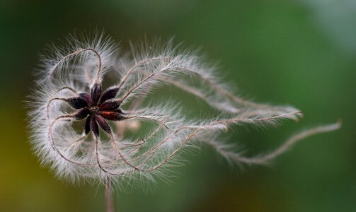 Winter filigree tender