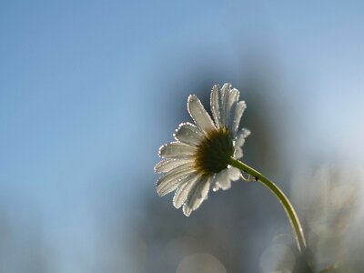 Blossoms nature plant