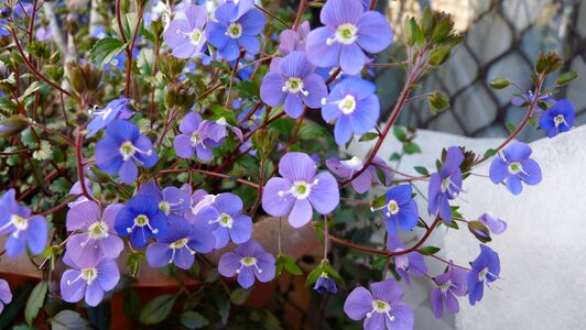 Veronica plant garden