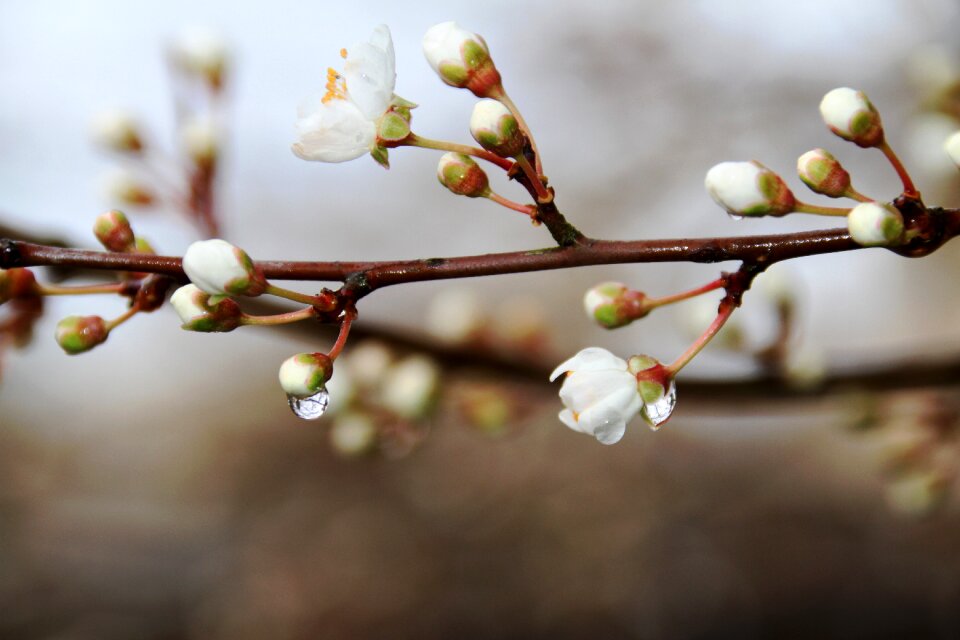 Tree flower bud