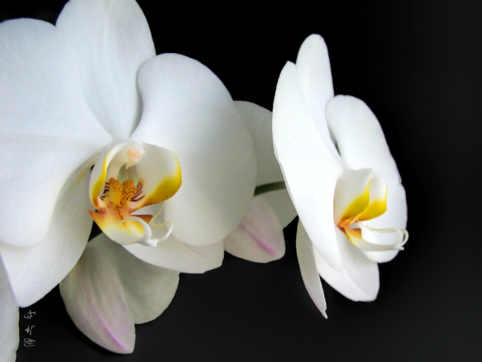 Nature tropical plant