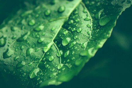 Rain green winter