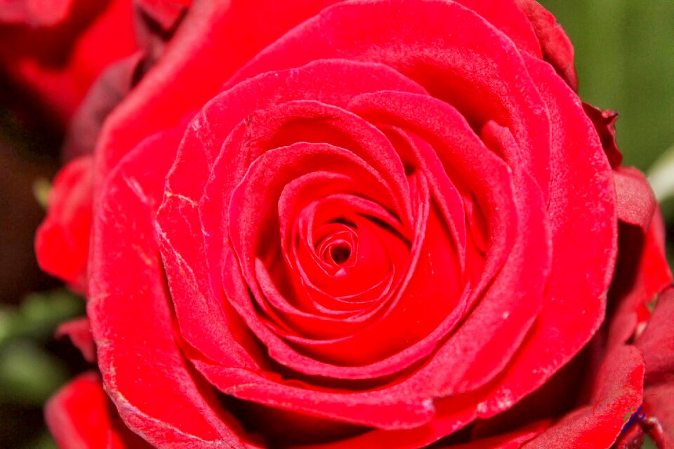 Romance love red