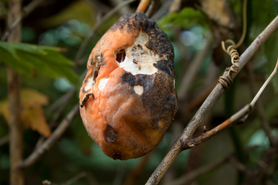 Eaten mouldy fruit eaten fruit