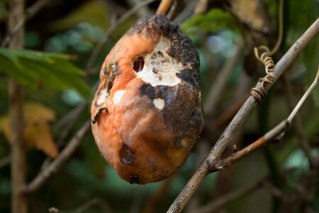 Eaten mouldy fruit eaten fruit