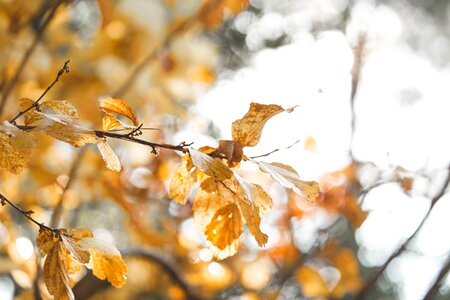 Nature light sun