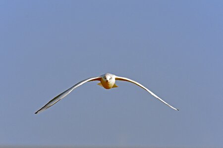 Nature sky animal world photo