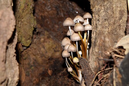 Mushrooms vittorio veneto autumn