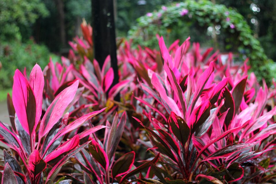 Color leaf garden
