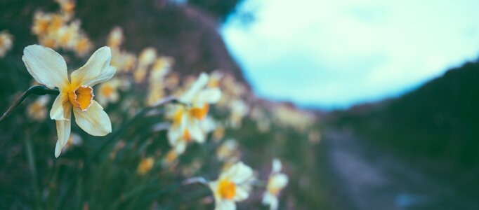 Stems stalks petals