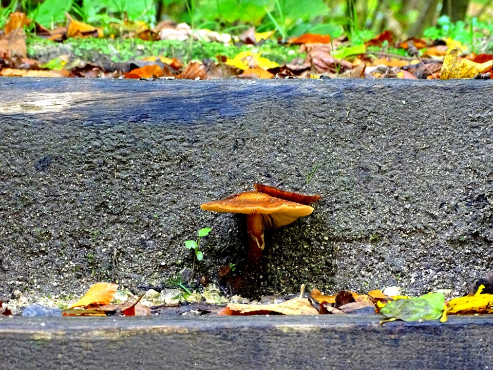 Forest nature mushroom picking
