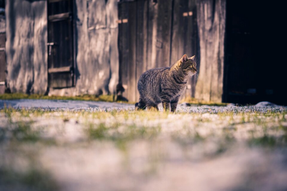 Kitten cute whiskers