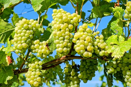 Grapevine winegrowing green grapes photo