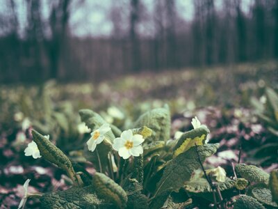 Stems stalks petals photo