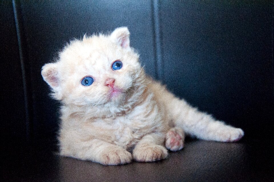 Cute domestic cat baby photo