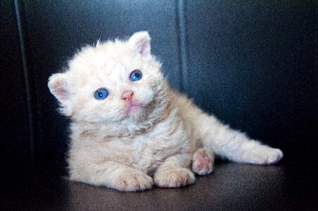 Cute domestic cat baby