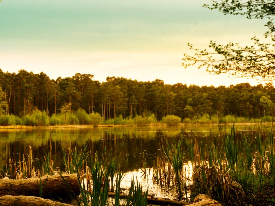 River reflection forest