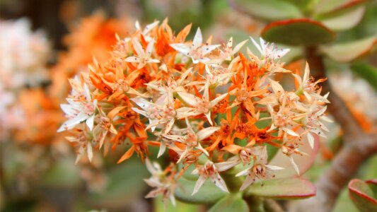 Orange white orange white