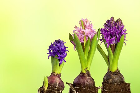 Flower easter growth