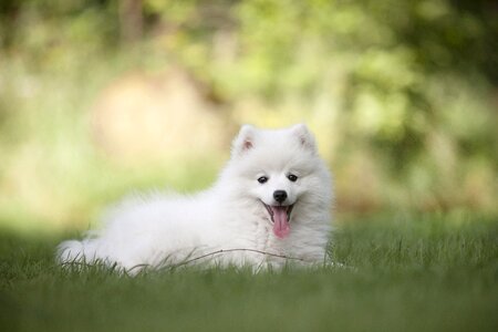Doggy cute sweet