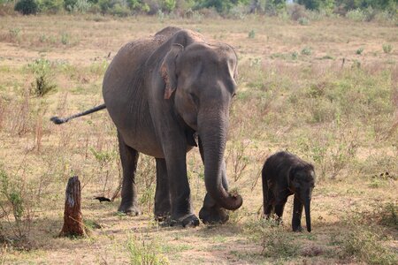 Baby elephant sri lanka national park photo