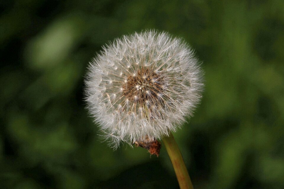 Plant summer close up